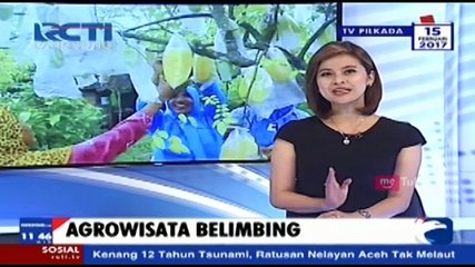 Berburu Buah Belimbing di Bojonegoro
