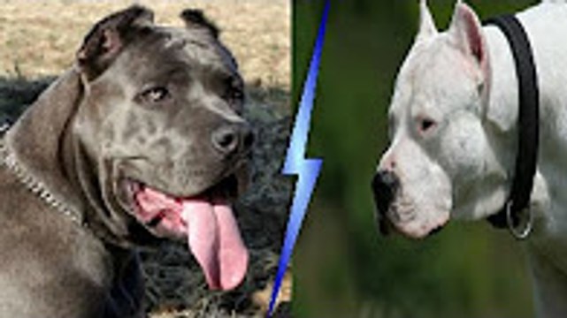 Dogo Argentino mu American Bandogge mu [[[ Sizce Hangisi ]]] Dogo Arjantin, Amerikan Bandog..