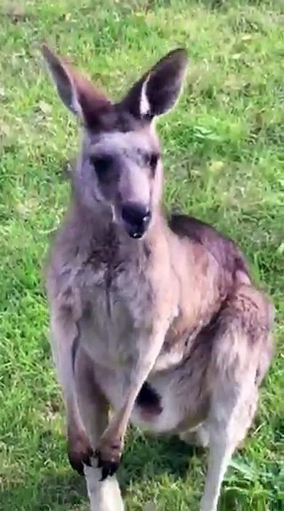 Kangaru A Child