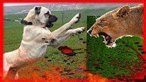 KANGAL ve ASLAN   strongest dogs, powerfull dog, güçlü köpekler ►► Kangal dog and LİON