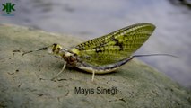 Mayıs Sineği Mayfly (Dünyanın en kısa ömürlü hayvanı)