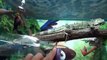New Finger Family song with Real reptile Learn reptiles names, snake, crocodile, spider, iguana, tur