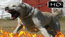 En Güçlü Köpekler; BÖLÜM 4 __ ALABAY [[[ ALABAİ ]]], strongest dogs, powerfull dog