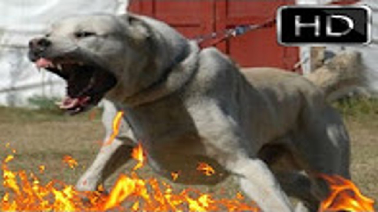 En Güçlü Köpekler; BÖLÜM 4 __ ALABAY [[[ ALABAİ ]]], strongest dogs, powerfull dog