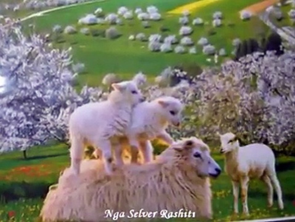 Edhe nje Valle e perpunuar nga Artisti i popullit Ndue Shyti