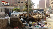الأغنام تأكل من القمامة بسبب غلاء اسعارامام سنترال امعادى