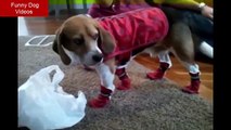 Funny Dogs In Shoes - Dogs Walking with Boots - Funny Dog Videos - Dog Funny Video