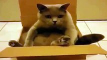 Funny Animals Funny Cats, Funny Dogs & Animals Animals Funny 2016