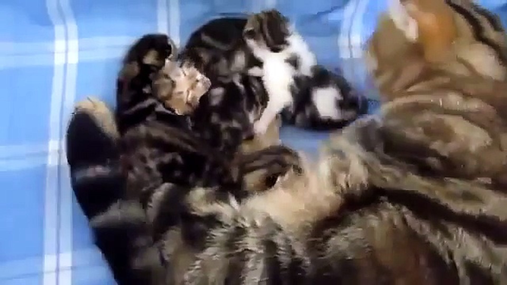 ⁣Funny Animals - Funny Cats - Funny Dogs & Animals - Animals Funny (7)