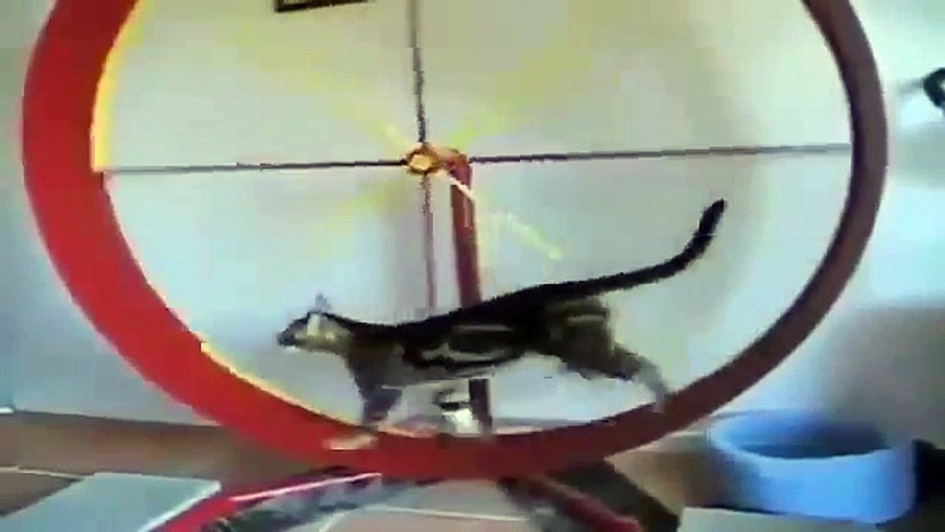 ⁣Funny Animals - Funny Cats - Funny Dogs & Animals - Animals Funny (8)