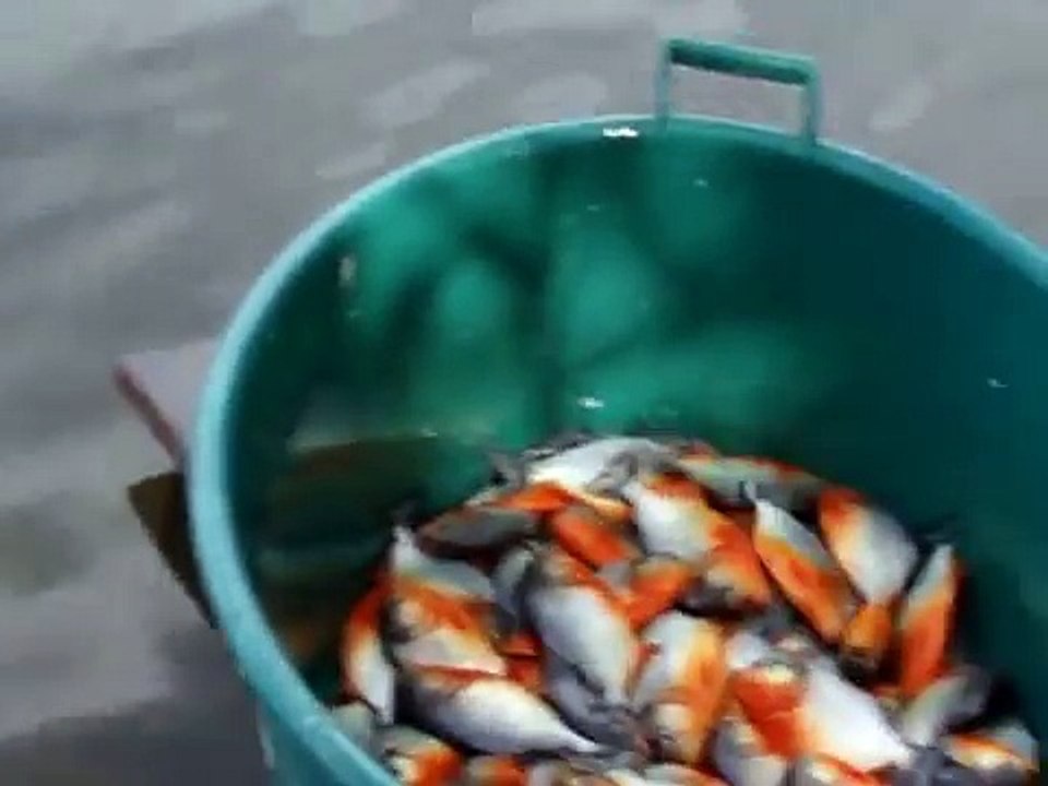 Piranha fishing
