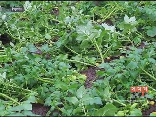 ঠাকুরগাঁও ও পঞ্চগড়ে বেড়েছে শীতের তীব্রতা