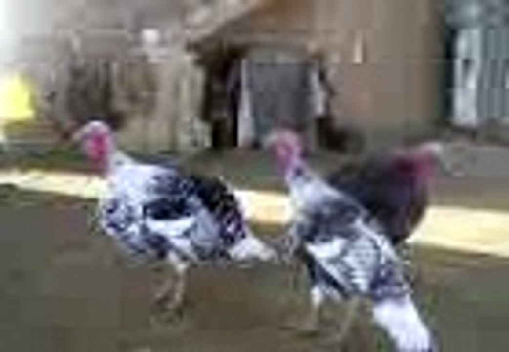 Coq