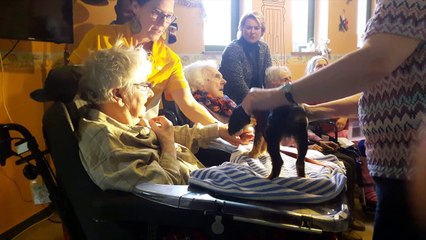 Des chiens pour stimuler les sens des seniors