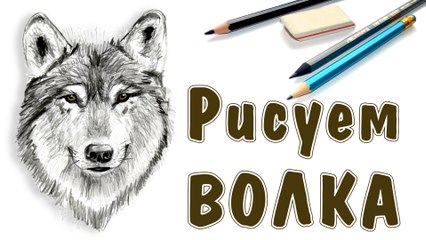 КАК НАРИСОВАТЬ ВОЛКА. How to draw a wolf
