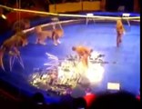 Lion attaque un entraineur au Cirque