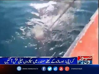 Jellyfish hamper fishing operations off Pakistan coast