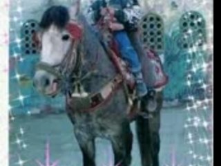 Save Video As - Salam