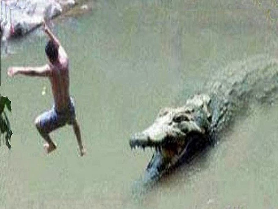 Cocodrilo se come a Hombre en pleno río by Chacal