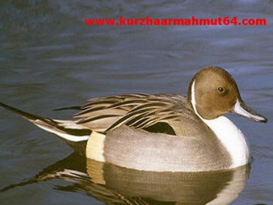 kıl kuyruk ordek sesı