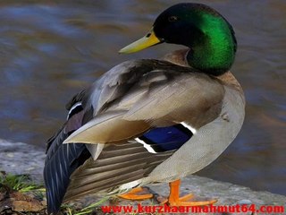 yesılbas ordek sesı