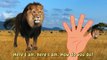 Finger Family Daddy Finger Lion Savane Animal | The Lion King Cartoons | Kids Nursery Rhymes