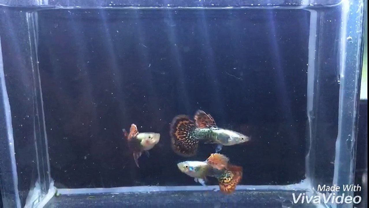 Dragon guppy