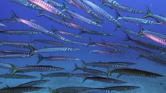 Barracudas avec Canaries plongée à Tenerife