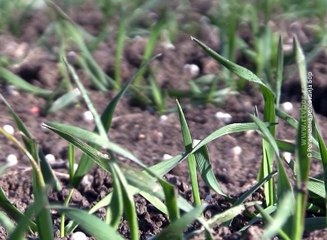Sneg bi odgovarao pšenici, 26. decembar 2016. (RTV Bor)