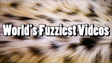 Funniest Australian Shepherd Videos EVER