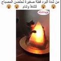من شدة البرد ، قطة صغيرة تحتضن المصباح لتتدفأ وتنام.!