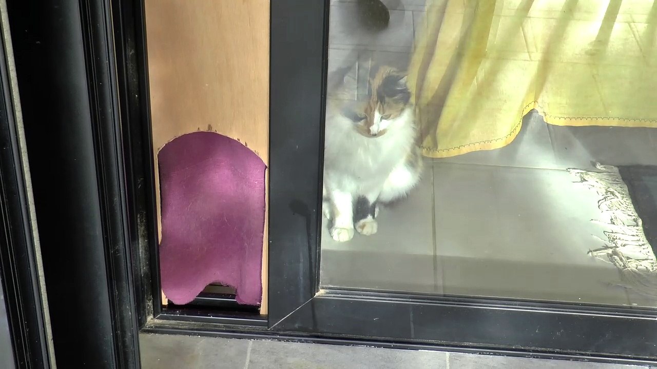 Le chat malin