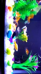 VID-20161219-WA0001[1]