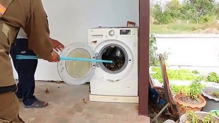 Piton Yılanının Çamaşır Makinesine Girmesi