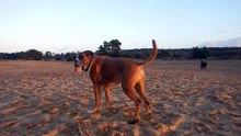 20161226, Zeppo, Tootje, Zoey