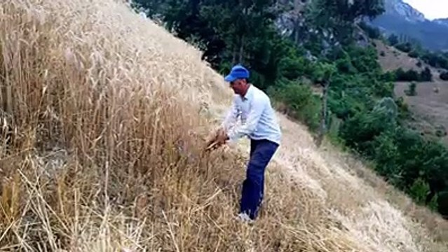 Orakla Ekin Biçme Vezirköprü Kabalı Karapınar Köyü