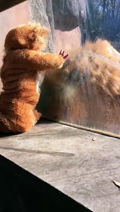 La rencontre magique d un lion avec un bébé déguisé en lion !