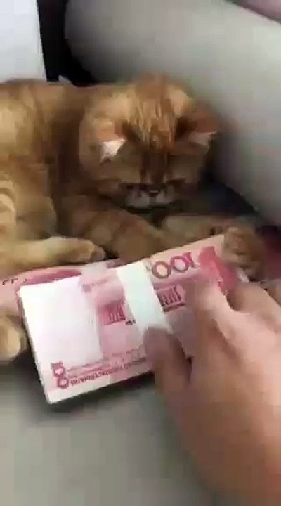 funny cat