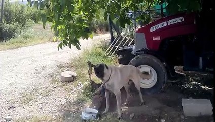 gerçek kangal köpeği sesi