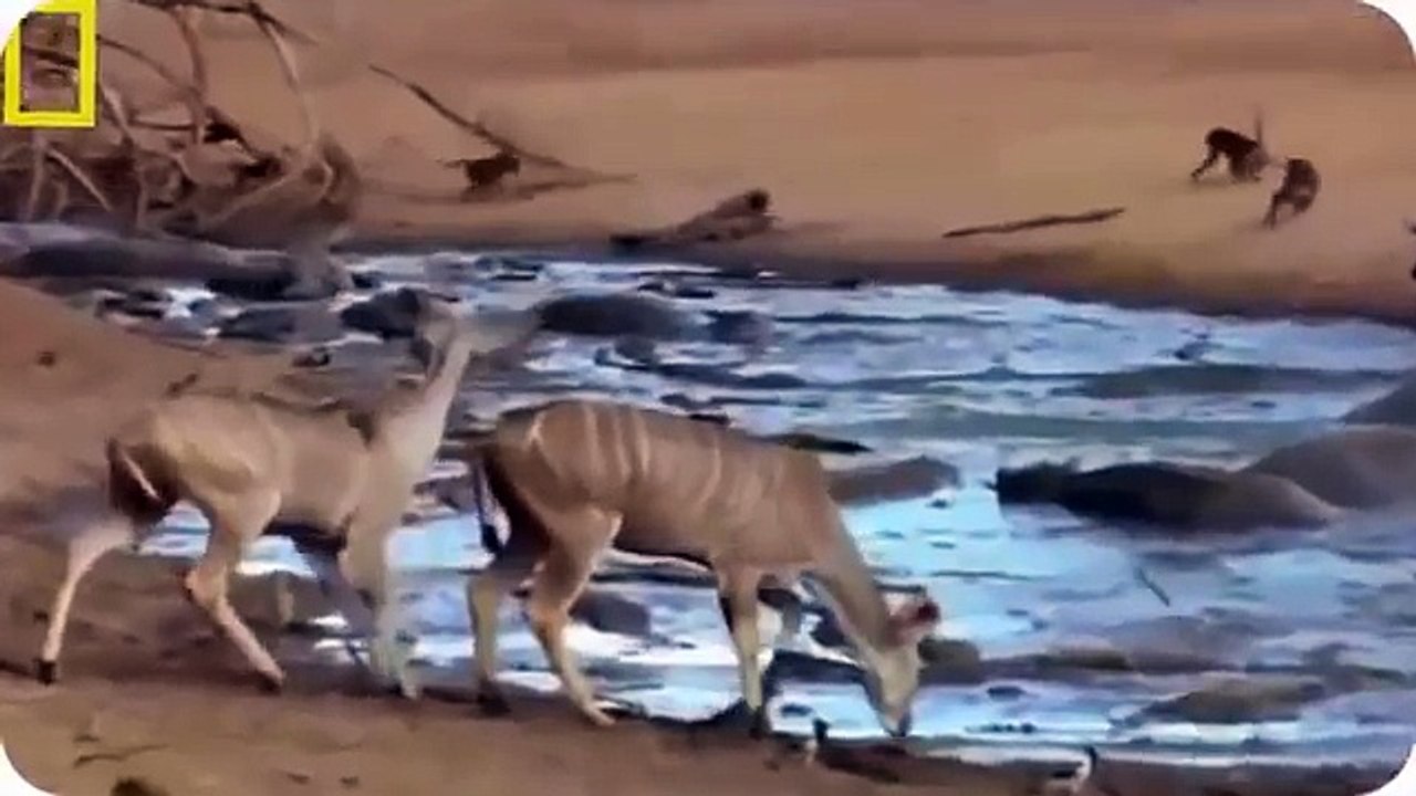 야생 독수리의 엄청난 공격력 ㅎㄷㄷ (원숭이, 악어, 뱀 등 ) animal attack