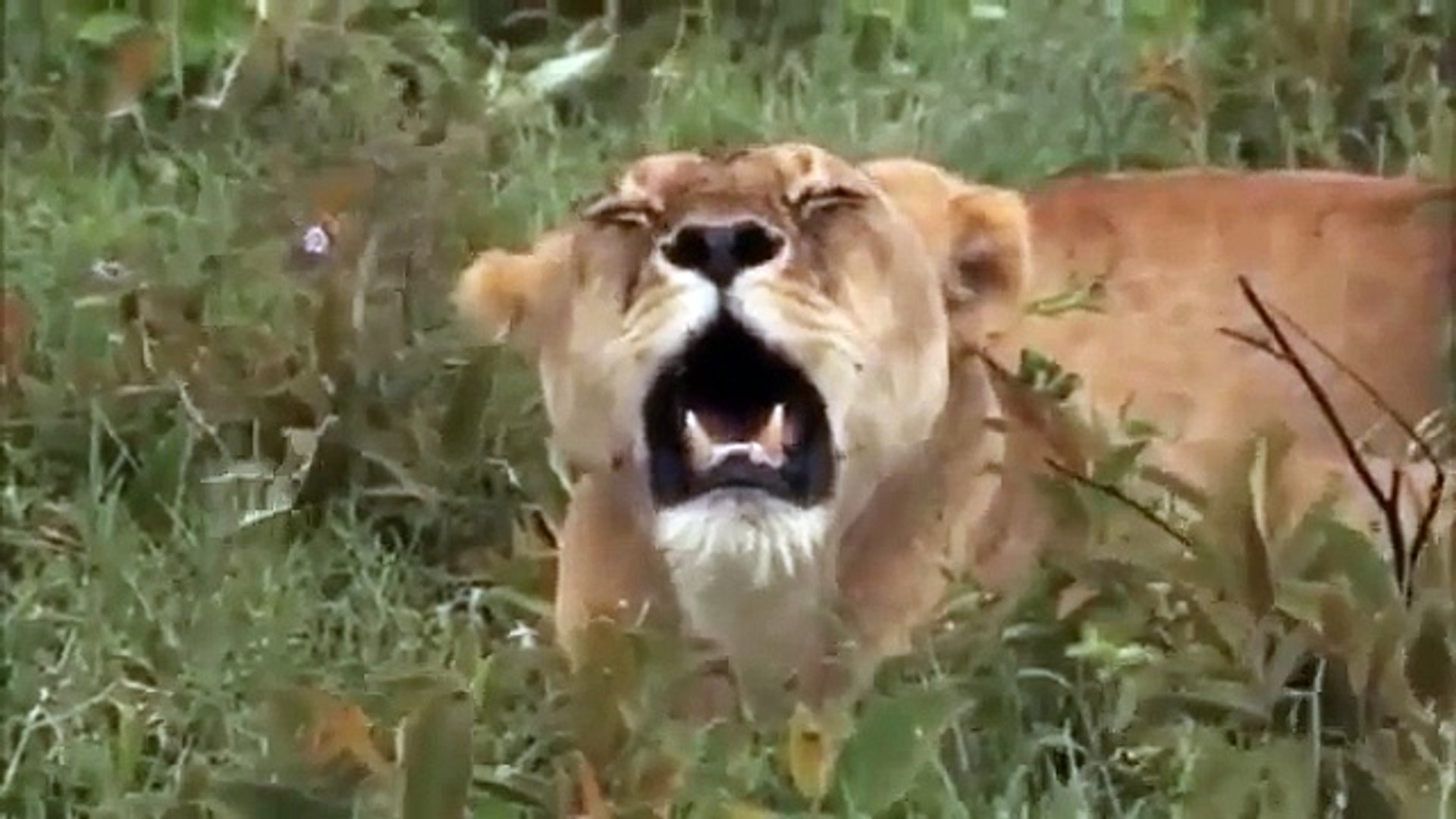 ⁣(Documentary Animal) TANZANIA - Africa Wild ADVENTURE