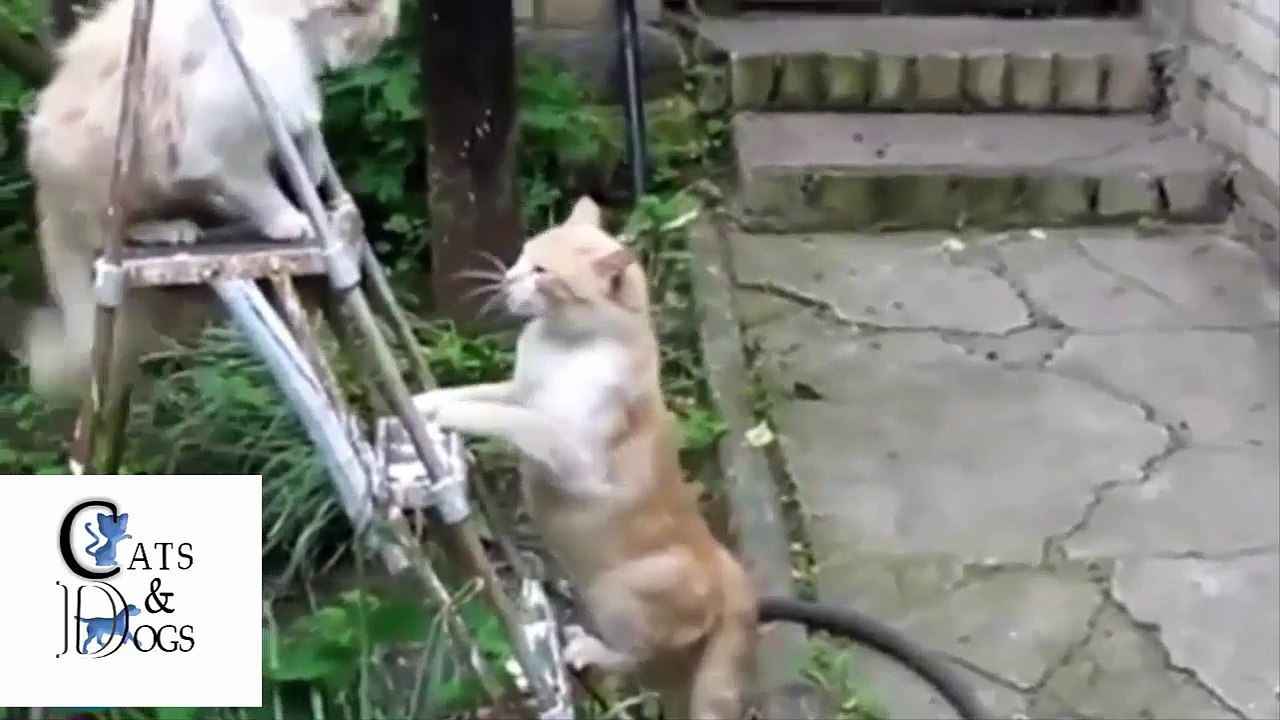 funny cats compilation 04