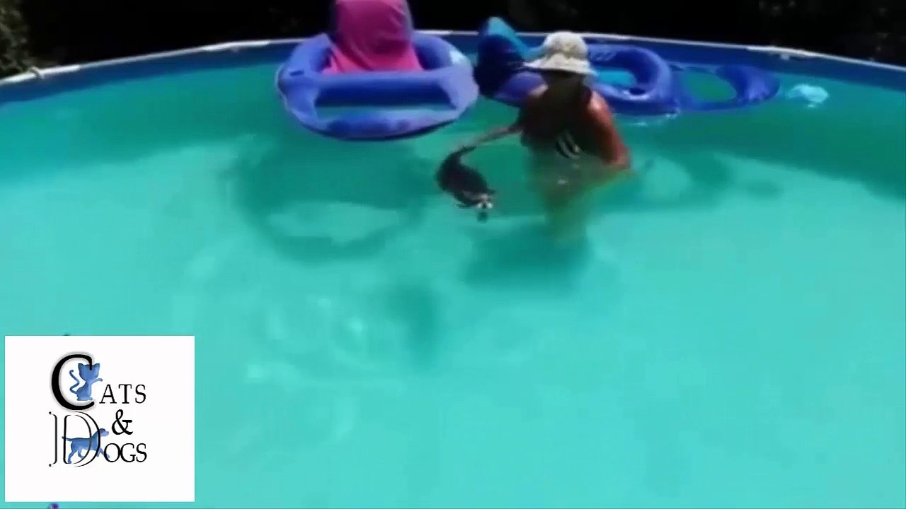funny cats compilation 07