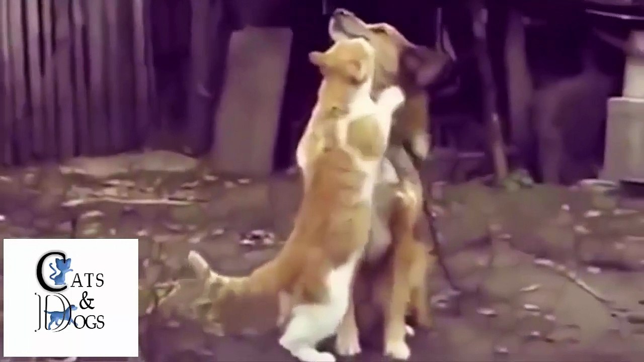 funny cats compilation 09