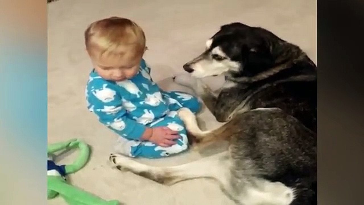 Sleepy Baby Cuddles with Husky Dog