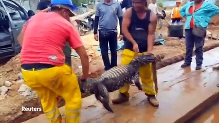 Crocodile wanders into Peruvian building site