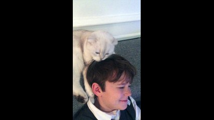 CHAT COIFFEUR / vidéo à mourir de rire