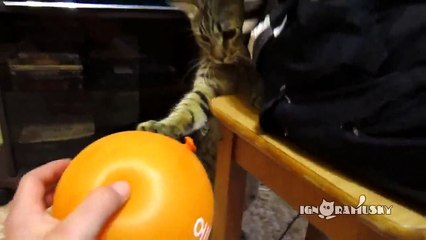 Кот, шарик и электростатика