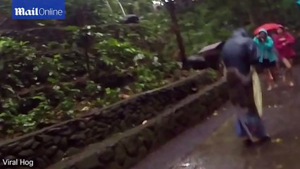 Cười đau ruột với nam du khách bị chú khỉ kéo tuột quần