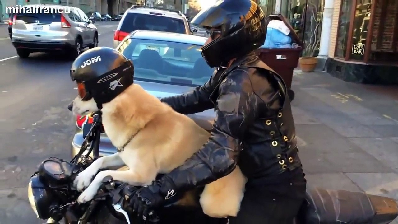 Funny Dogs Riding On Motorcycles Compilation 2014 [NEW]-MUjkNFN38sI